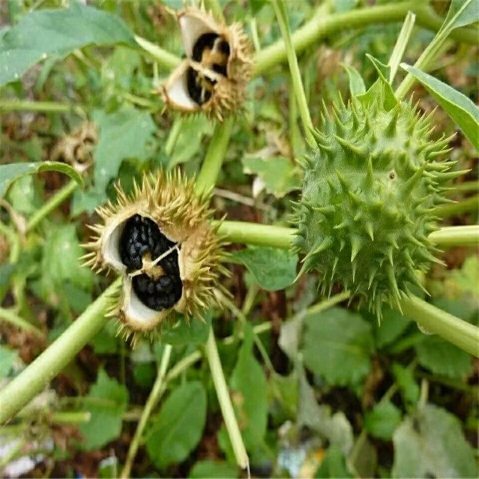Vagens de datura secas naturai - Candle Making And Perfume avaliação e preço
